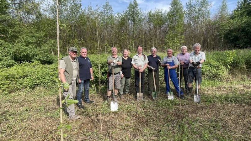 Baum des Jahres im Tannenbusch: Dormagener pflanzen gemeinsam eine Zitterpappel