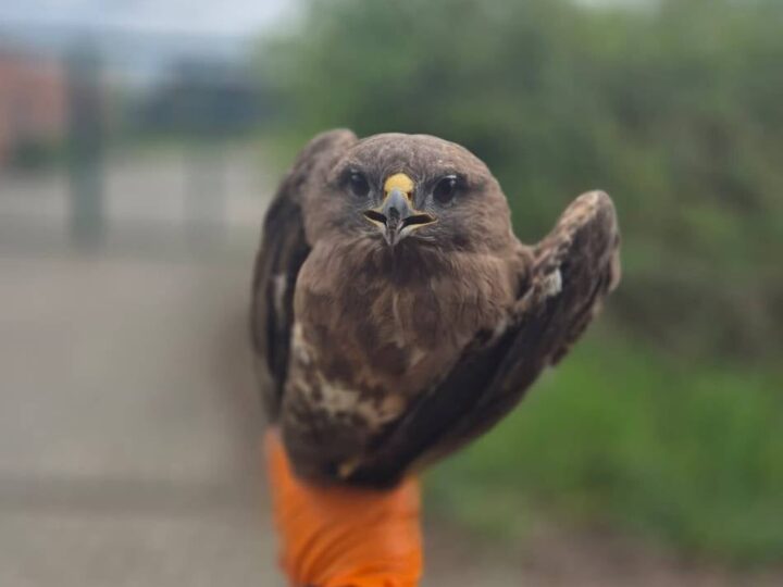 Ermittlungen in Kamp-Lintfort: Mäusebussard mit Schrotflinte abgeschossen – Tierschützer setzen Belohnung aus