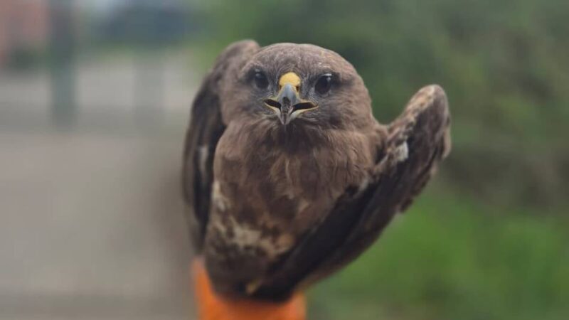 Ermittlungen in Kamp-Lintfort: Mäusebussard mit Schrotflinte abgeschossen – Tierschützer setzen Belohnung aus