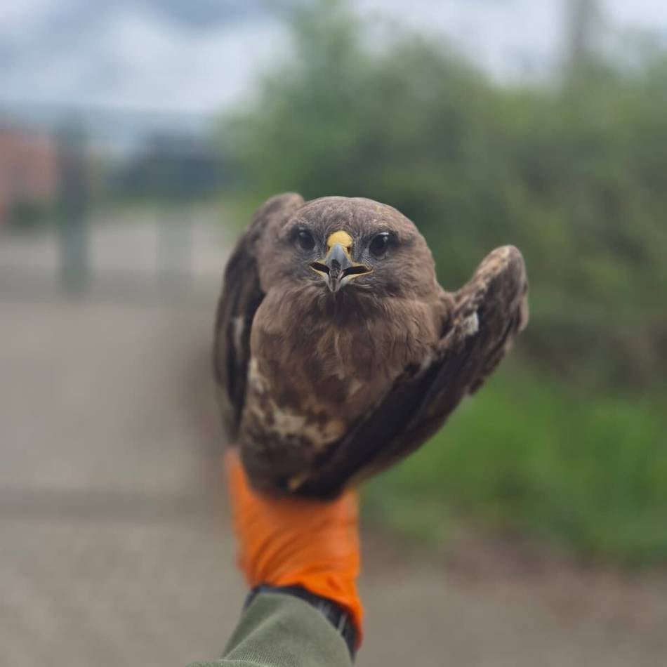 Ermittlungen in Kamp-Lintfort: Mäusebussard mit Schrotflinte abgeschossen – Tierschützer setzen Belohnung aus