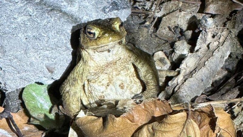 Artenschutz und B-Plan Alte Schulstraße Langenfeld: Naturschützer schlagen Alarm wegen Amphibiensterben