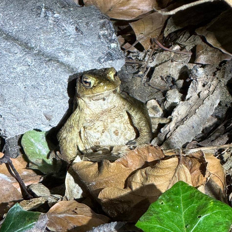 Artenschutz und B-Plan Alte Schulstraße Langenfeld: Naturschützer schlagen Alarm wegen Amphibiensterben