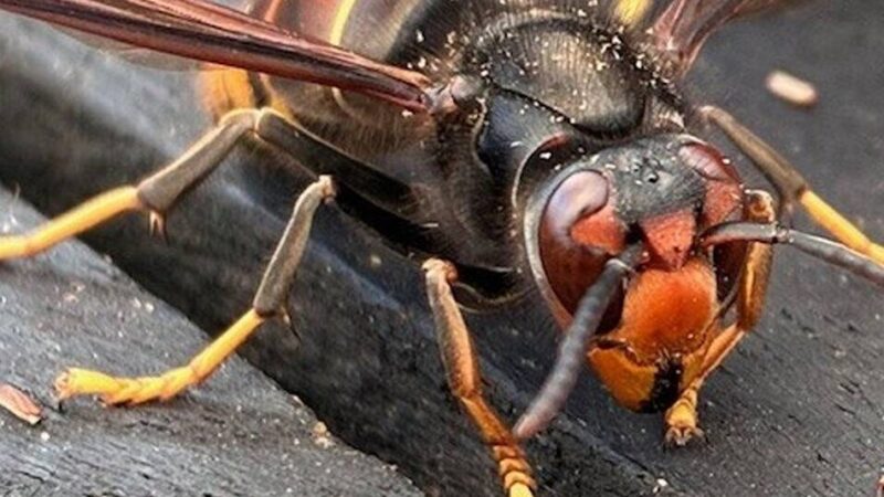 Asiatische Hornisse in Kaarst: Imker rechnet mit bis zu 70 Nestern im Stadtgebiet