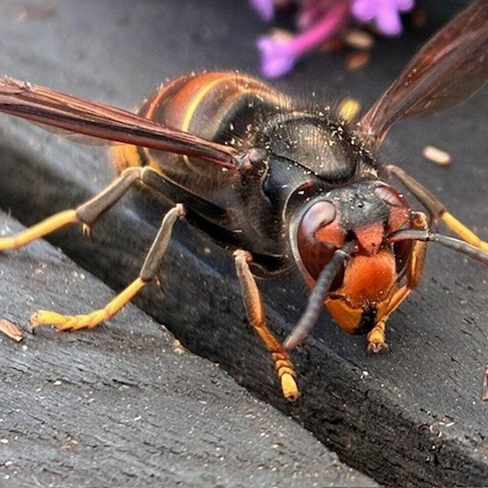 Asiatische Hornisse in Kaarst: Imker rechnet mit bis zu 70 Nestern im Stadtgebiet