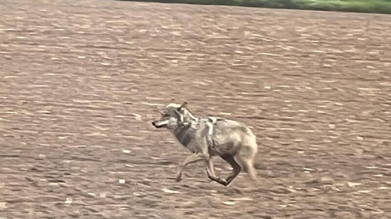 Mögliche Wolfssichtung in Rheinberg: „Plötzlich sehe ich da dieses Tier stehen“