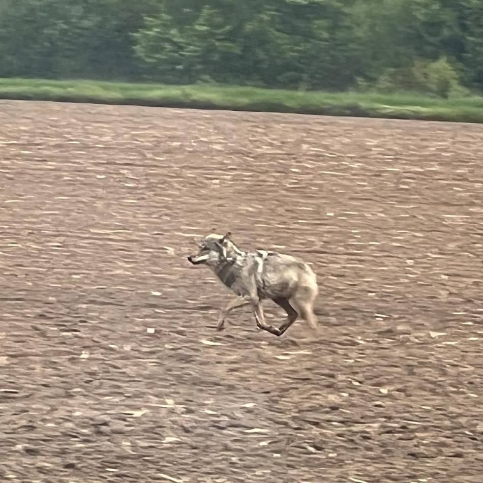 Mögliche Wolfssichtung in Rheinberg: „Plötzlich sehe ich da dieses Tier stehen“