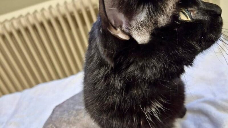 Hückeswagenerin startet Crowdfunding-Aktion: Rentner-Ehepaar kämpft um angefahrenen Kater Rudi