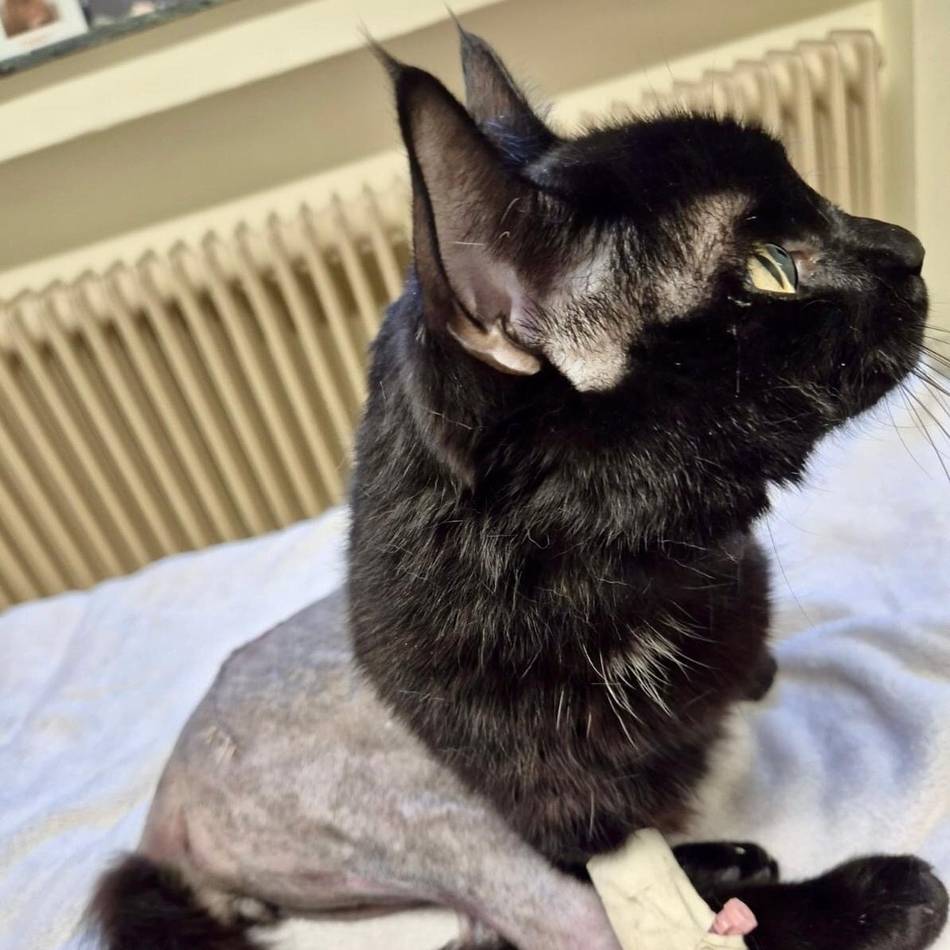 Hückeswagenerin startet Crowdfunding-Aktion: Rentner-Ehepaar kämpft um angefahrenen Kater Rudi