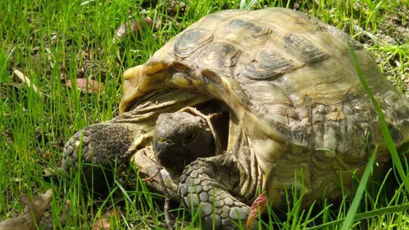 Vom Veterinäramt beschlagnahmt: „Panzerknacker“ im Gehege – Schildkröten ziehen in Tierpark Tannenbusch