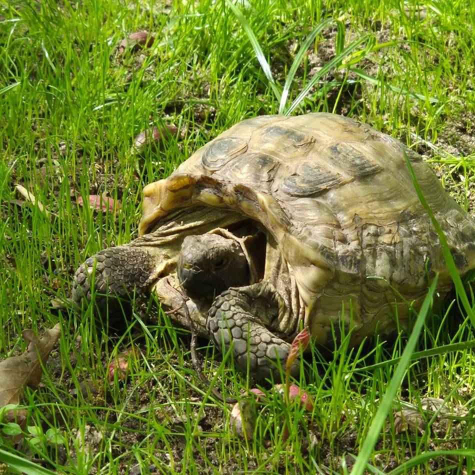 Vom Veterinäramt beschlagnahmt: „Panzerknacker“ im Gehege – Schildkröten ziehen in Tierpark Tannenbusch
