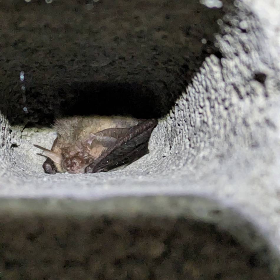 Höhsieper Tunnel in Hückeswagen: So leben „Batmans“ kleine Geschwister