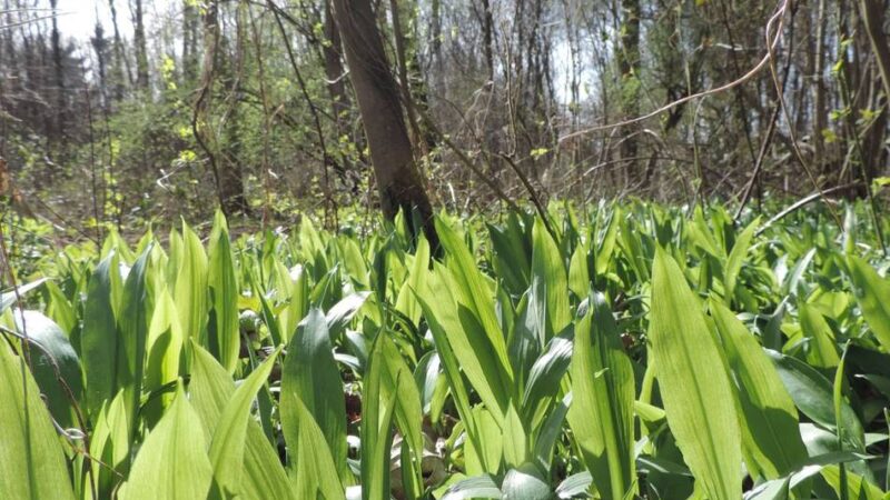Volkshochschule Langenfeld: Frühling zum Schmecken und Entdecken