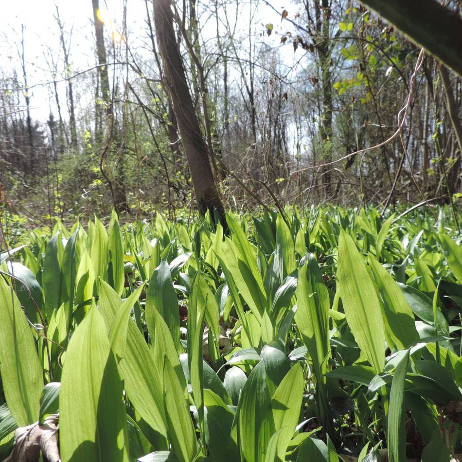 Volkshochschule Langenfeld: Frühling zum Schmecken und Entdecken