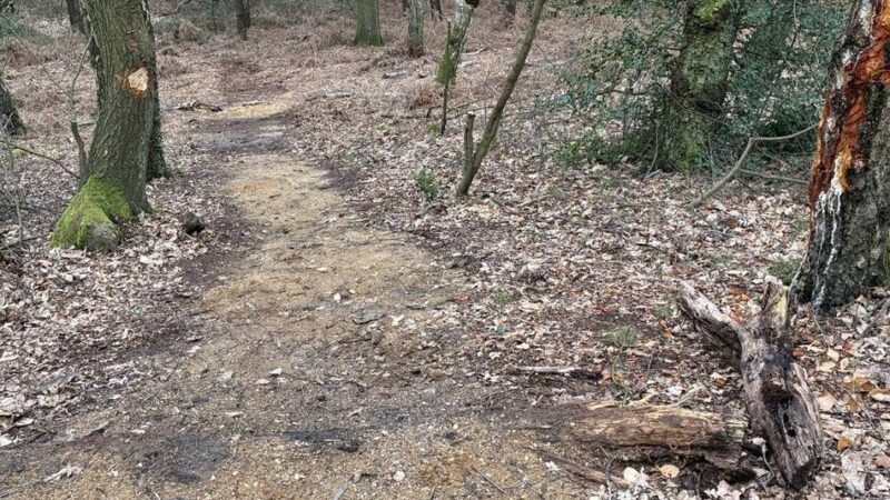 Testerberge in Hünxe: Bäume mit Axt verletzt – Forstamt warnt vor Vandalismus