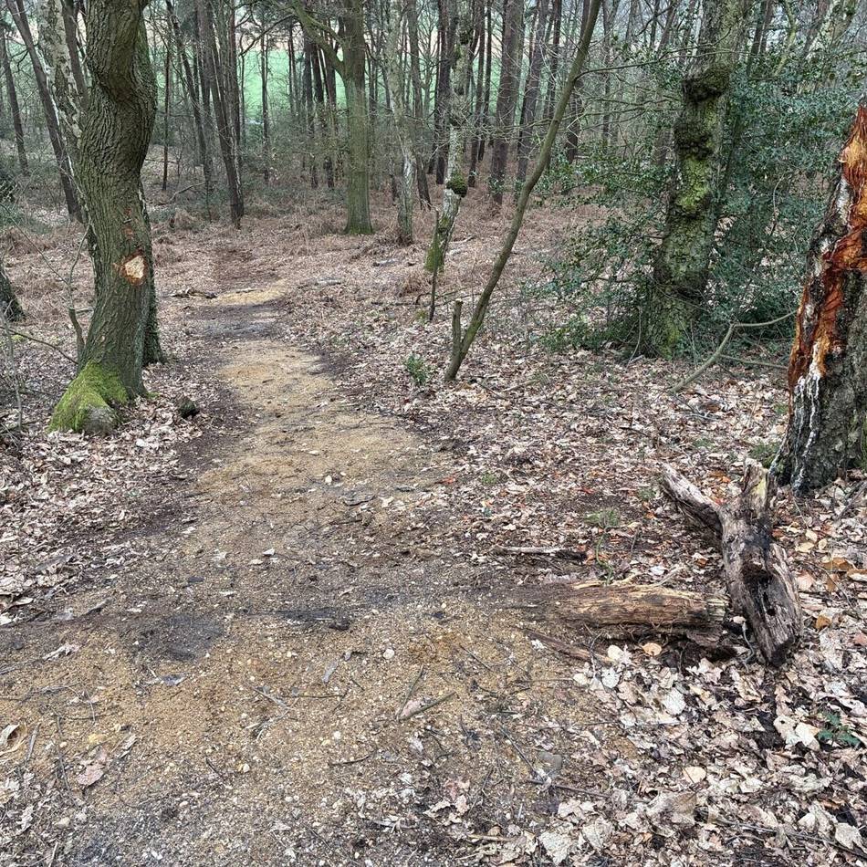 Testerberge in Hünxe: Bäume mit Axt verletzt – Forstamt warnt vor Vandalismus