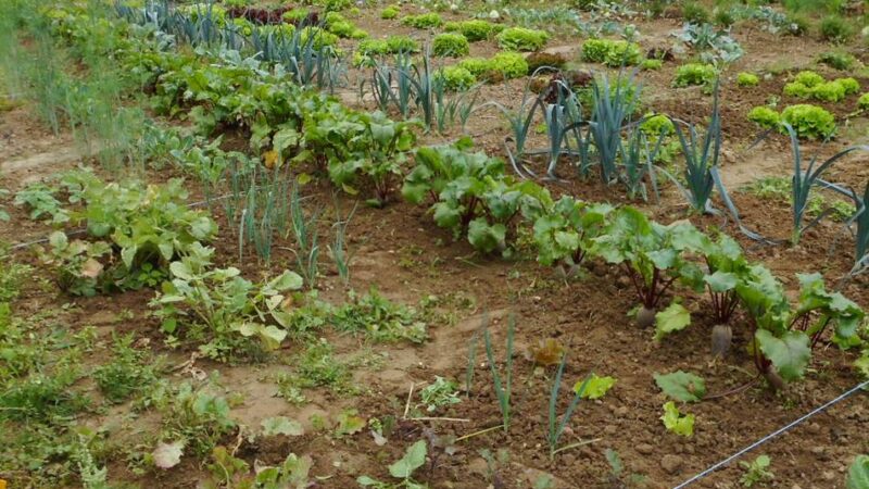 Gärtnern in Mönchengladbach: Eigenes Bio-Gemüse auf dem Acker ernten