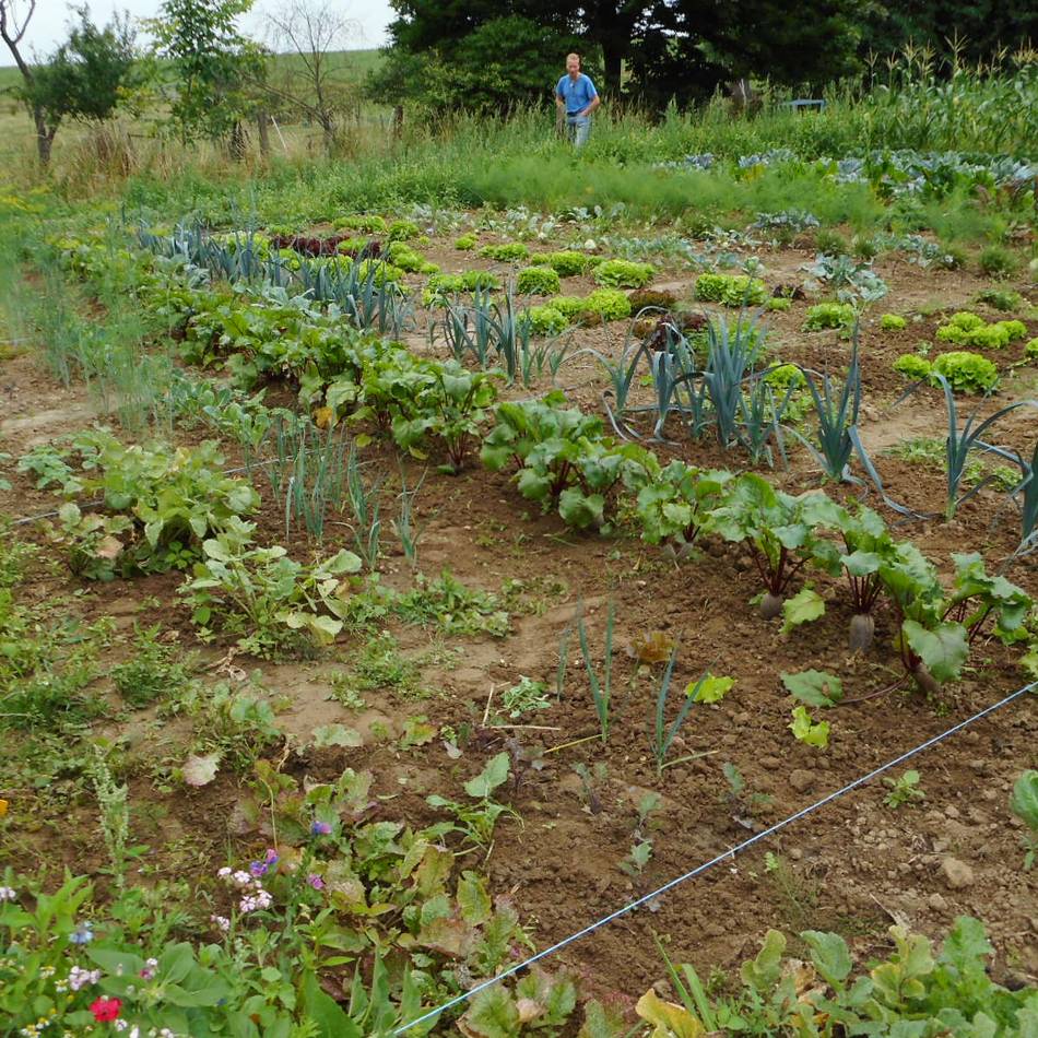 Gärtnern in Mönchengladbach: Eigenes Bio-Gemüse auf dem Acker ernten