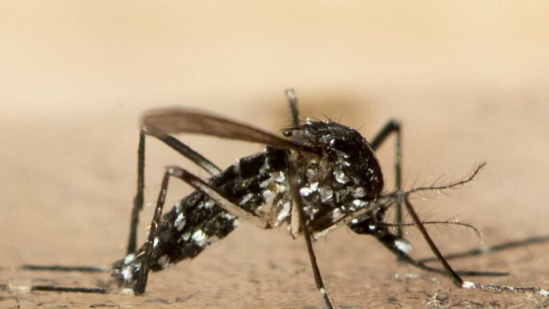 Asiatische Tigermücken: „Ansiedlung in naher Zukunft durchaus realistisch“
