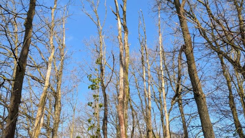 Naturschutz in Meerbusch: Warum das Fällverbot nicht für Wälder gilt