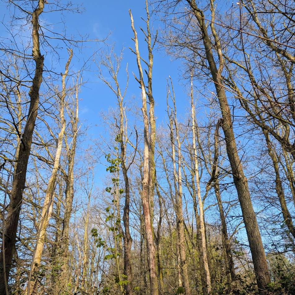 Naturschutz in Meerbusch: Warum das Fällverbot nicht für Wälder gilt