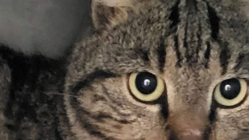 Tier der Woche aus Hilden: Marmor sucht ein ganz besonderes Zuhause