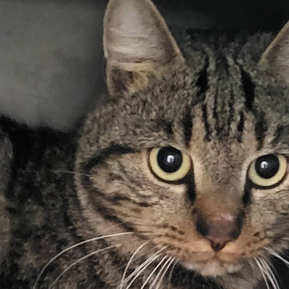 Tier der Woche aus Hilden: Marmor sucht ein ganz besonderes Zuhause