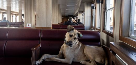 Türkei: Hunde als Familienmitglieder – Eine Bosch-Werbung zum Muttertag sorgt für Eklat