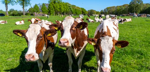 Kühe können laut Studie bekannte Gesichter erkennen