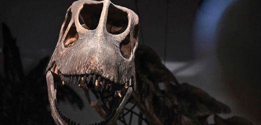 Thailand: Forschende graben Südostasiens größten Dinosaurier aus