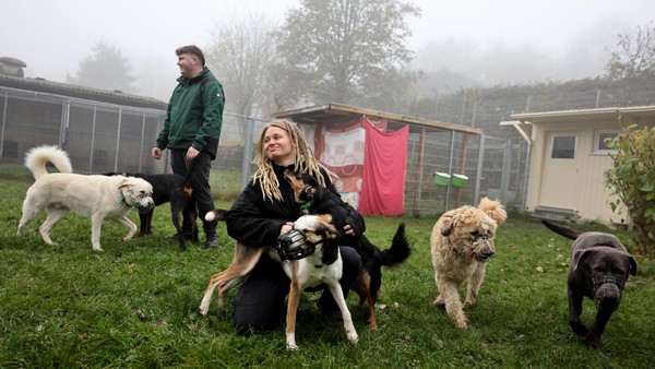 Trainerin organisiert Hundeflohmarkt: Spenden fürs Velberter Tierheim