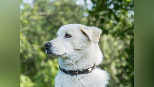 Langzeitinsasse im Tierheim Velbert: Skeptischer Rüde Kasper will ankommen