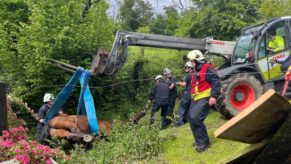Erst ausgerutscht, dann eingeklemmt: Feuerwehr Velbert rettet Pferd
