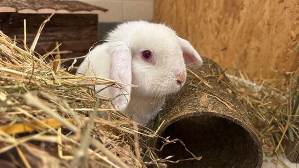 Sanfte Kaninchendame Snowy: Durch chronischen Schnupfen ruhiges Zuhause gesucht