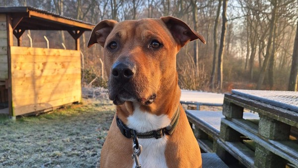 Neues Kapitel für Gantu – Tierheim Velbert sucht Menschen mit Herz und Verstand