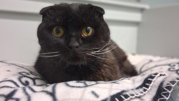 Kater Louie: Nach holprigem Start ins Leben sucht er fürsorgliche Menschen
