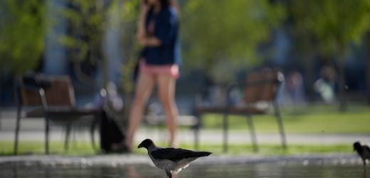 Vögel fürchten sich offenbar eher vor Frauen als vor Männern