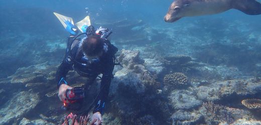 Klimawandel: Korallenriffe vor Australien zeigen sich besonders widerstandsfähig