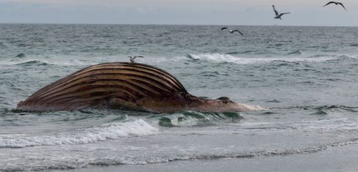 Toter Buckelwal wird am Strand von Anholt obduziert