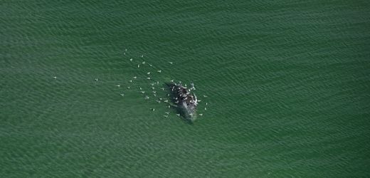 Anholt/Dänemark: Ist der tote Wal Buckelwal »Timmy«?