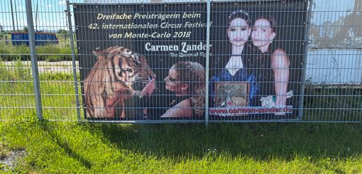 Tiger in Sachsen: Warum die Polizei eine Raubkatze auf der Straße erschoss