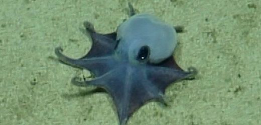 Galápagos: Forscher identifizieren neue Oktopus-Art