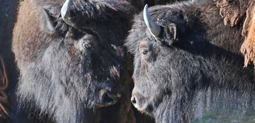 Münchner Tierpark: Mann sucht seinen Schuh und verirrt sich im Bisongehege