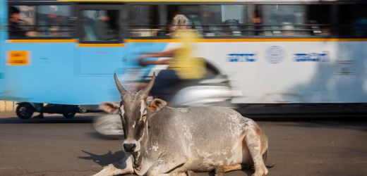 Unfallchirurg über Verkehr in Indien: »In Indien können wir Mobilität schwer verbieten: weder der Kuh noch dem Motorradfahrer«
