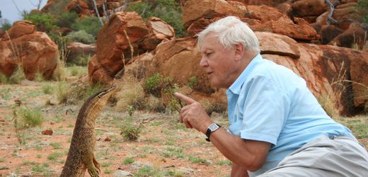 Naturfilmer David Attenborough: Der Dschungelkönig wird 100