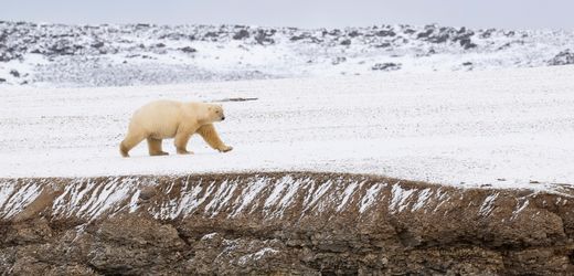 Vogelgrippe: Vögel, Polarfüchse und jetzt auch ein Eisbär in Norwegen infiziert