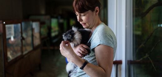 Ukraine: Tiere und Pfleger im Krieg – Mykolajiw, der größte Zoo des Landes