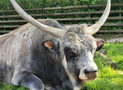 Abschied in Mönchengladbach: Tiergarten verliert langjährigen Bewohner „Bulli“