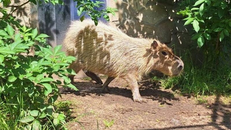 Zoo Duisburg: Größtes Nagetier der Welt hat ein neues Zuhause