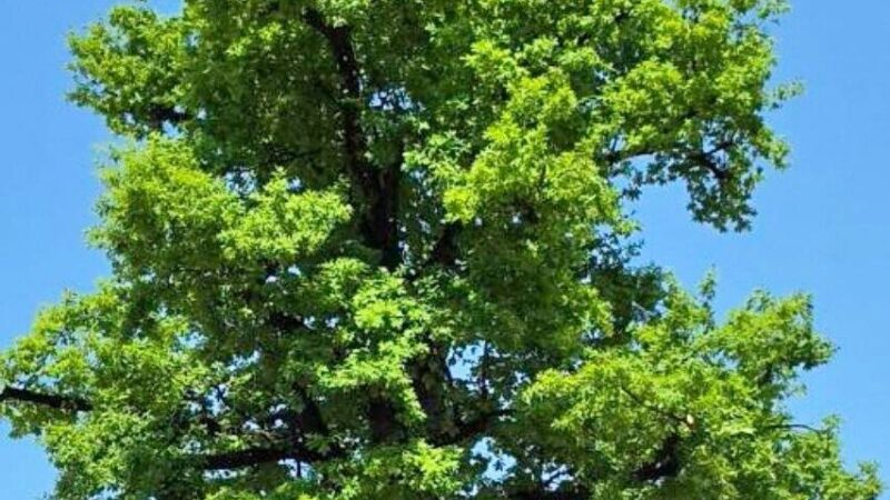 Stadtbaum in Hilden: Eiche auf dem Alten Markt ist wieder sicher