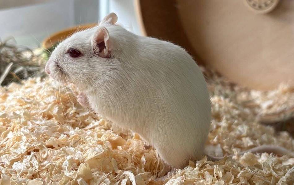 Tier der Woche aus Hilden: Aktive Rennmaus-Dame sucht neue Gesellschaft